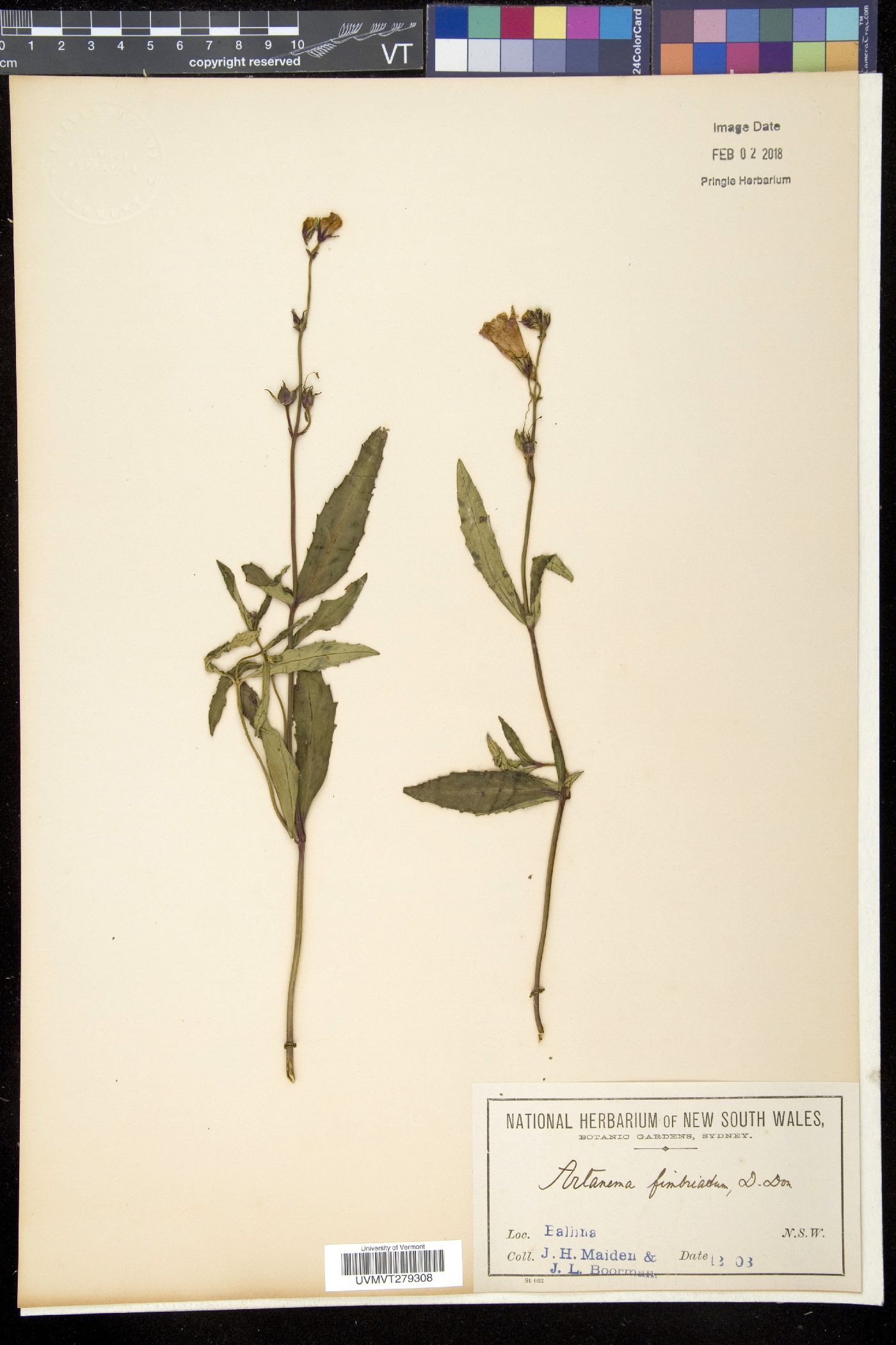 Artanema fimbriatum image