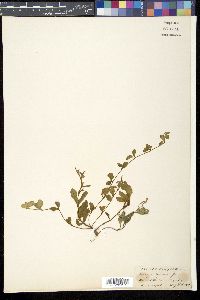 Bonnaya ruellioides image