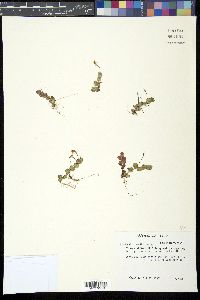 Lindernia grandiflora image