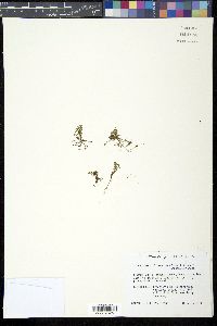 Micranthemum glomeratum image