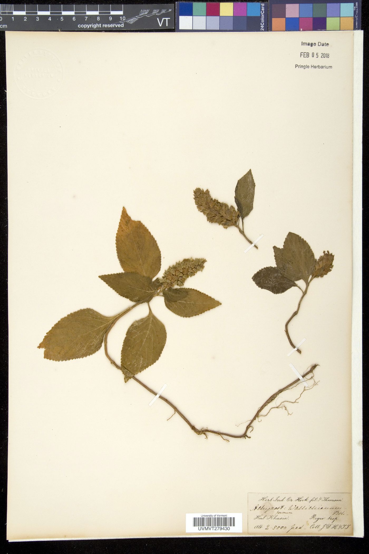 Achyrospermum densiflorum image