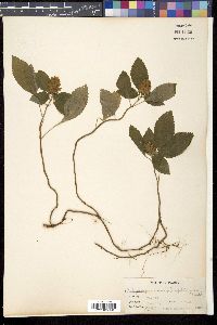 Achyrospermum densiflorum image