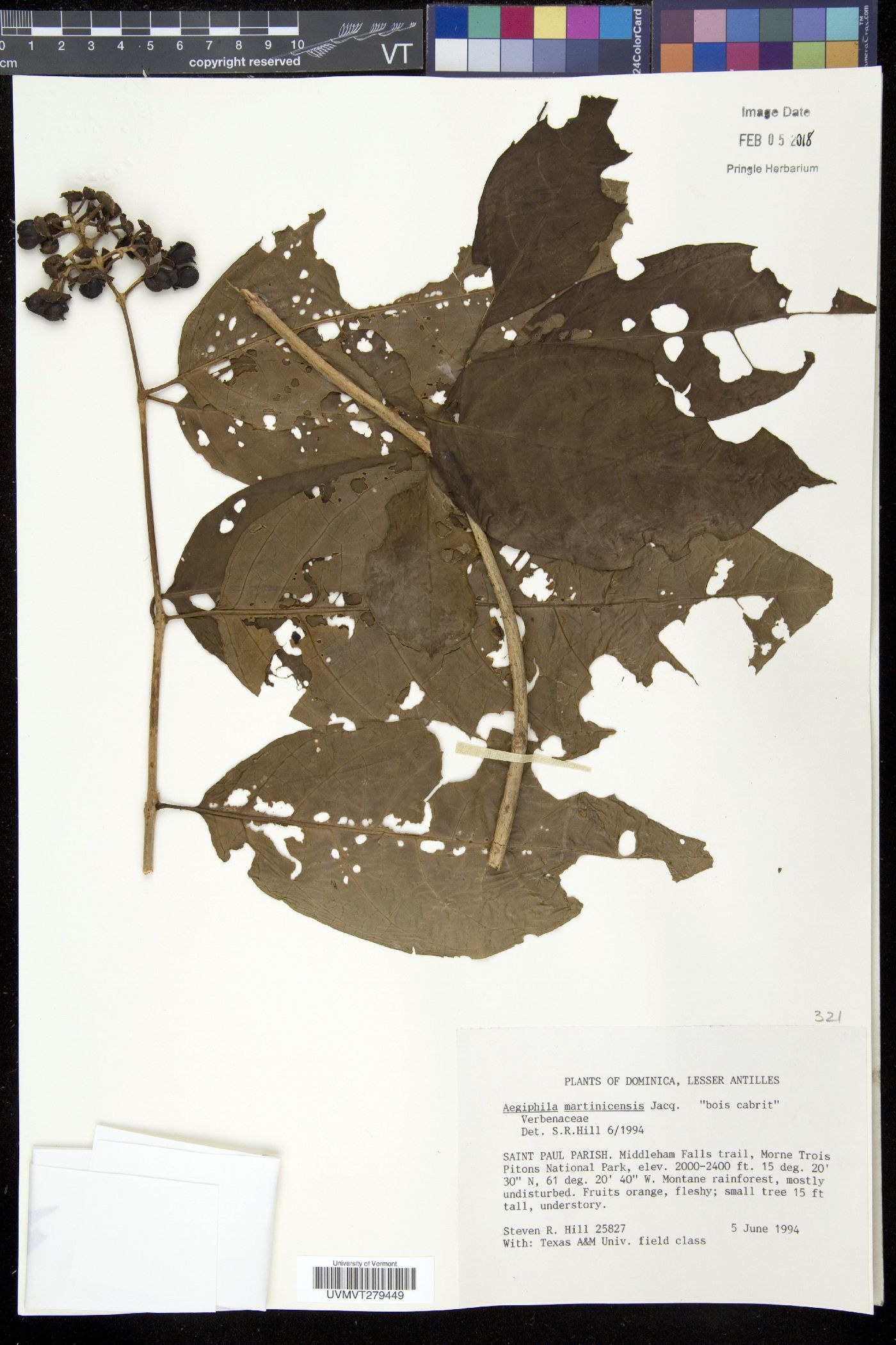 Aegiphila martinicensis image