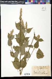 Agastache rugosa image