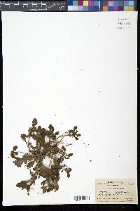 Ajuga decumbens image