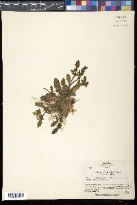 Ajuga decumbens image