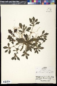Ajuga decumbens image