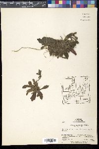 Ajuga decumbens image