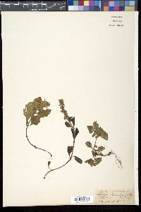 Ajuga decumbens image