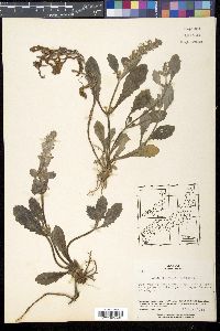 Ajuga nipponensis image
