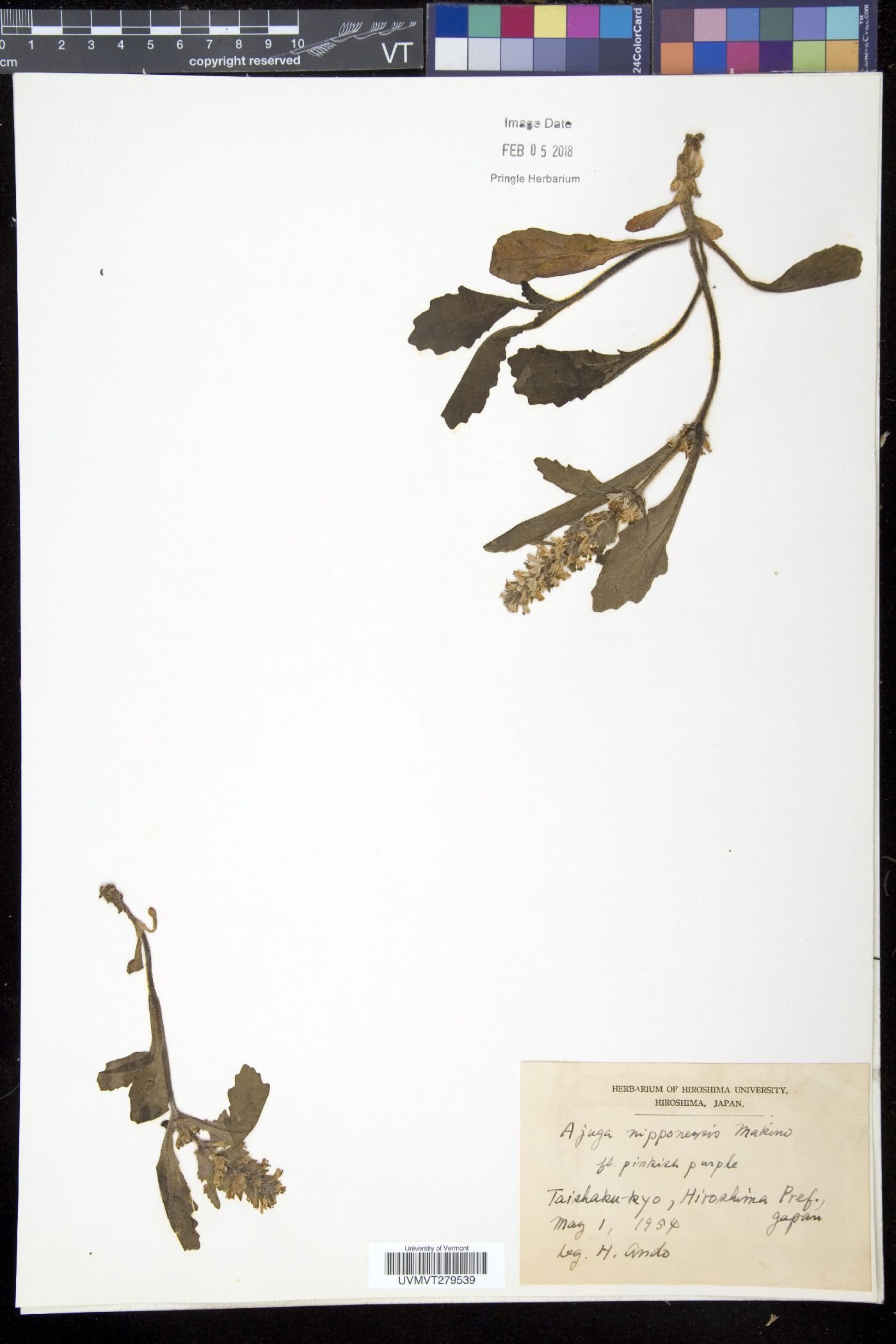 Ajuga nipponensis image