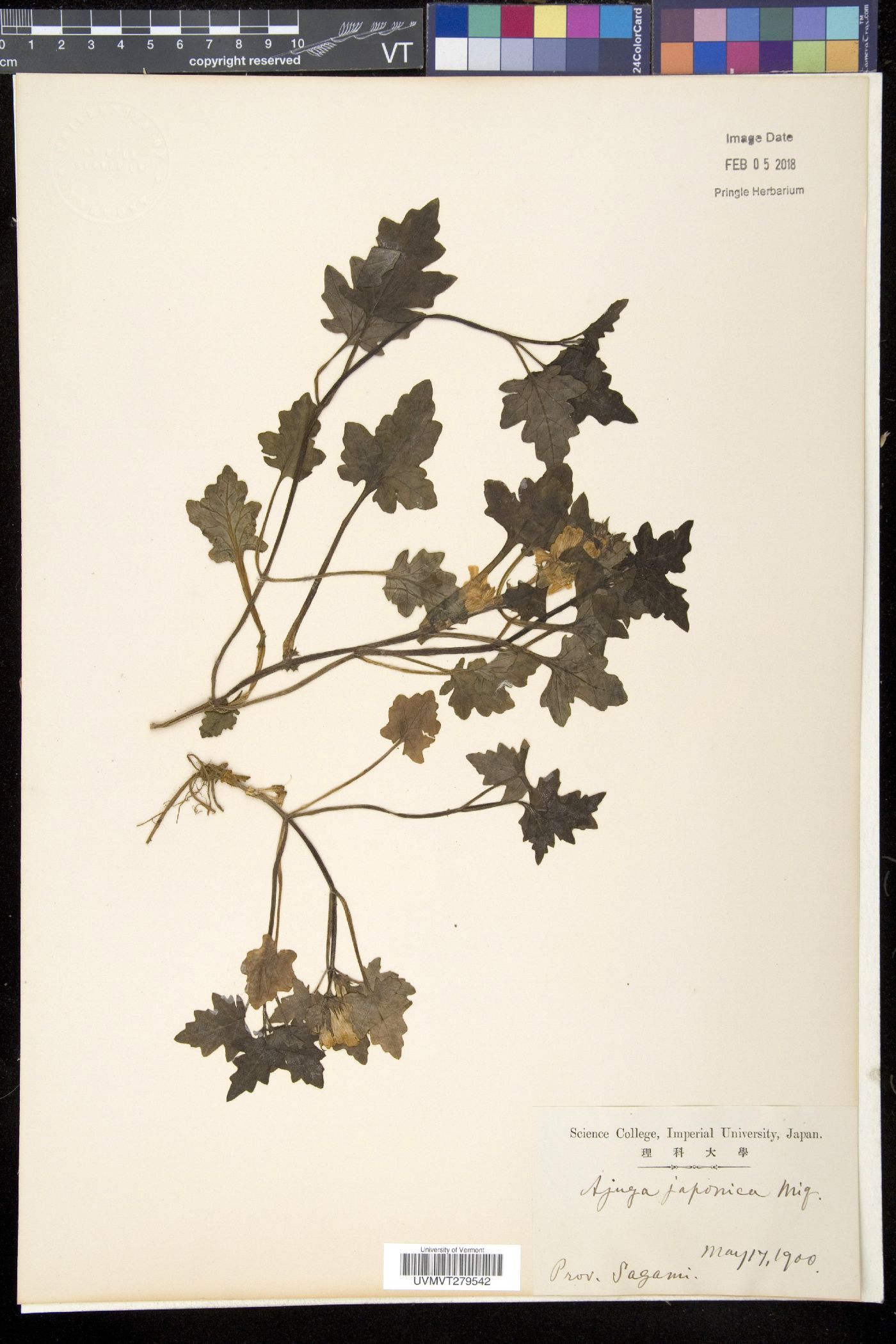Ajuga japonica image