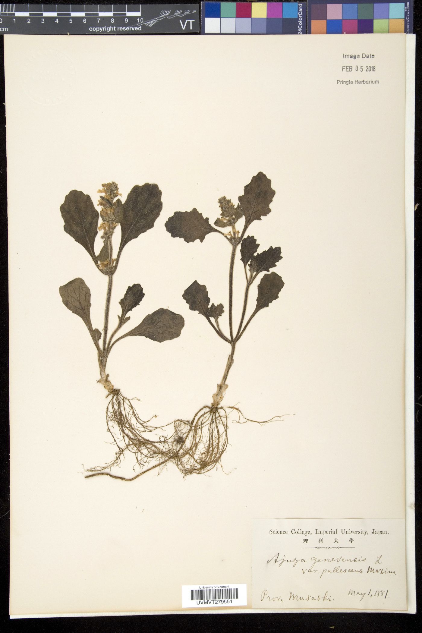 Ajuga shikotanensis image