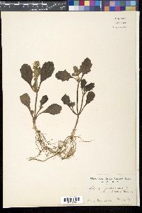 Media resource of Ajuga shikotanensis