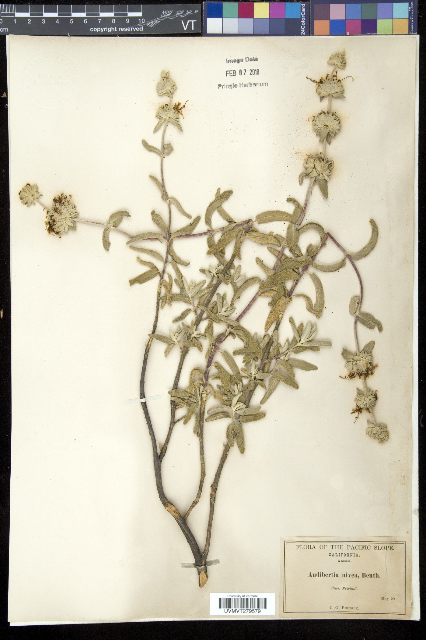 Audibertia image