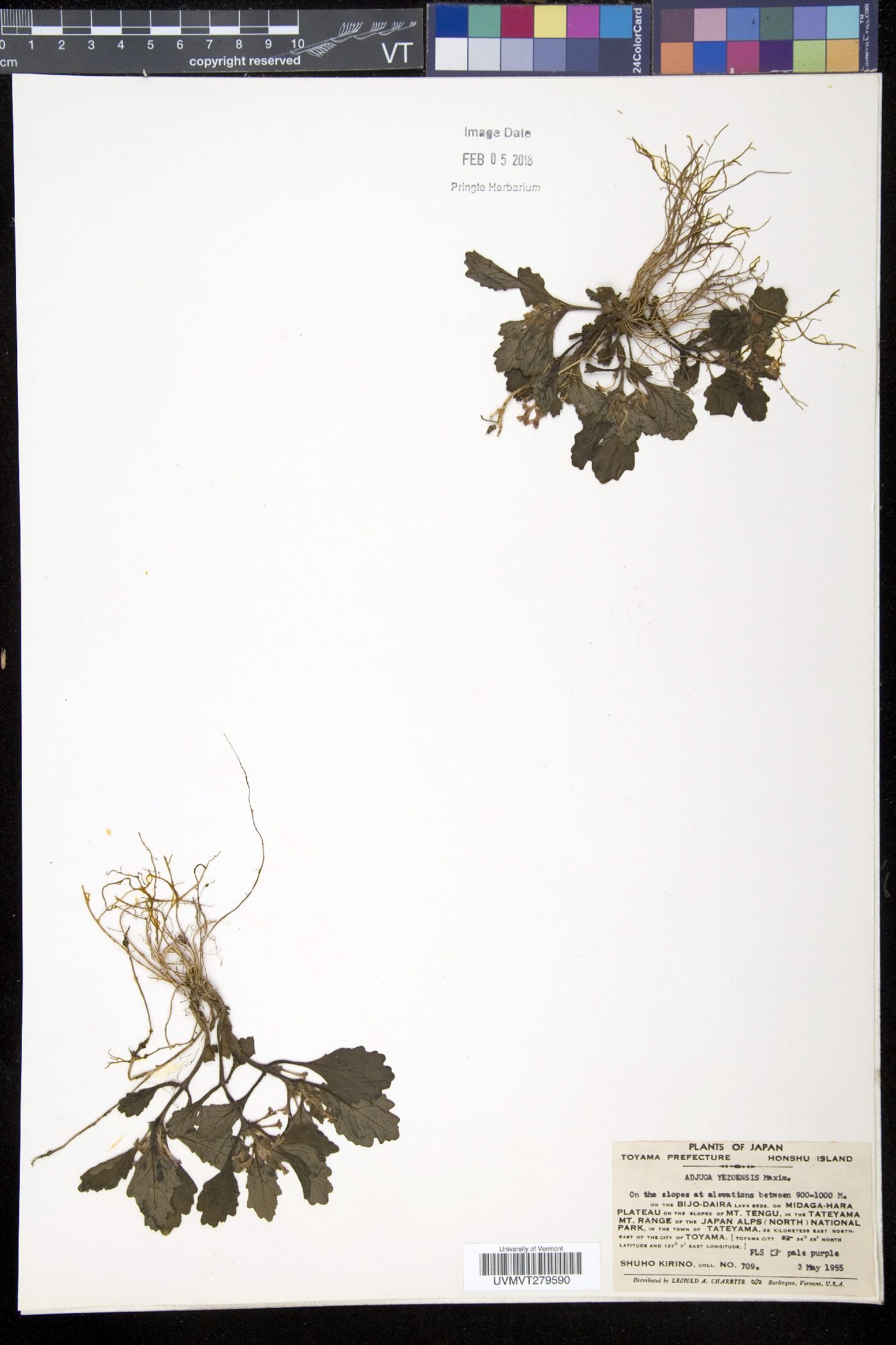Ajuga yesoensis image