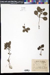 Media resource of Ajuga yesoensis
