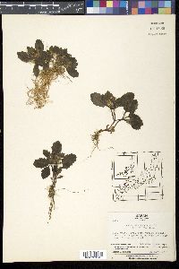 Ajuga yesoensis image