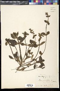 Ajuga shikotanensis image