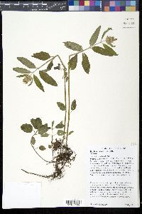 Blephilia ciliata image