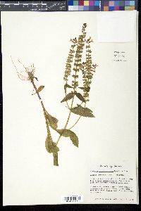 Media resource of Brazoria scutellarioides