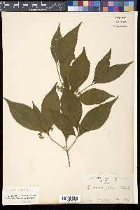 Callicarpa japonica image