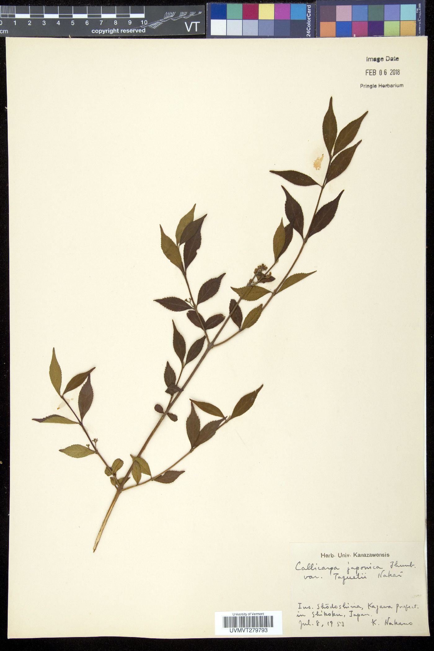 Callicarpa japonica image