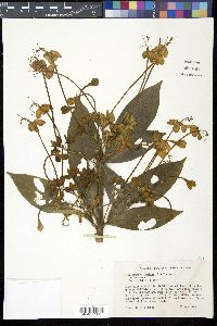 Clerodendrum indicum image