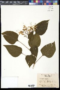 Clerodendrum speciosissimum image