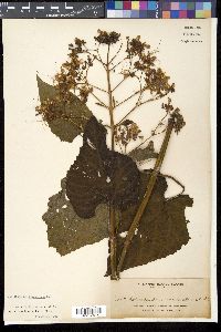 Clerodendrum japonicum image