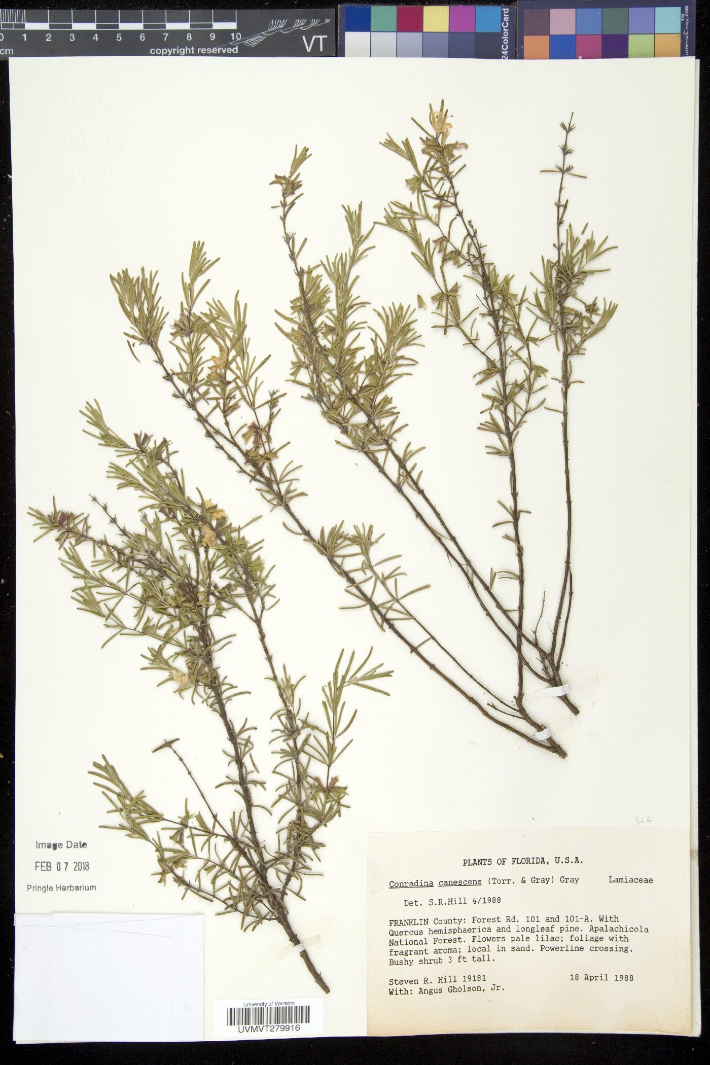 Conradina canescens image