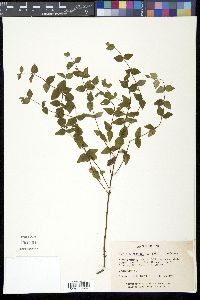 Cunila origanoides image