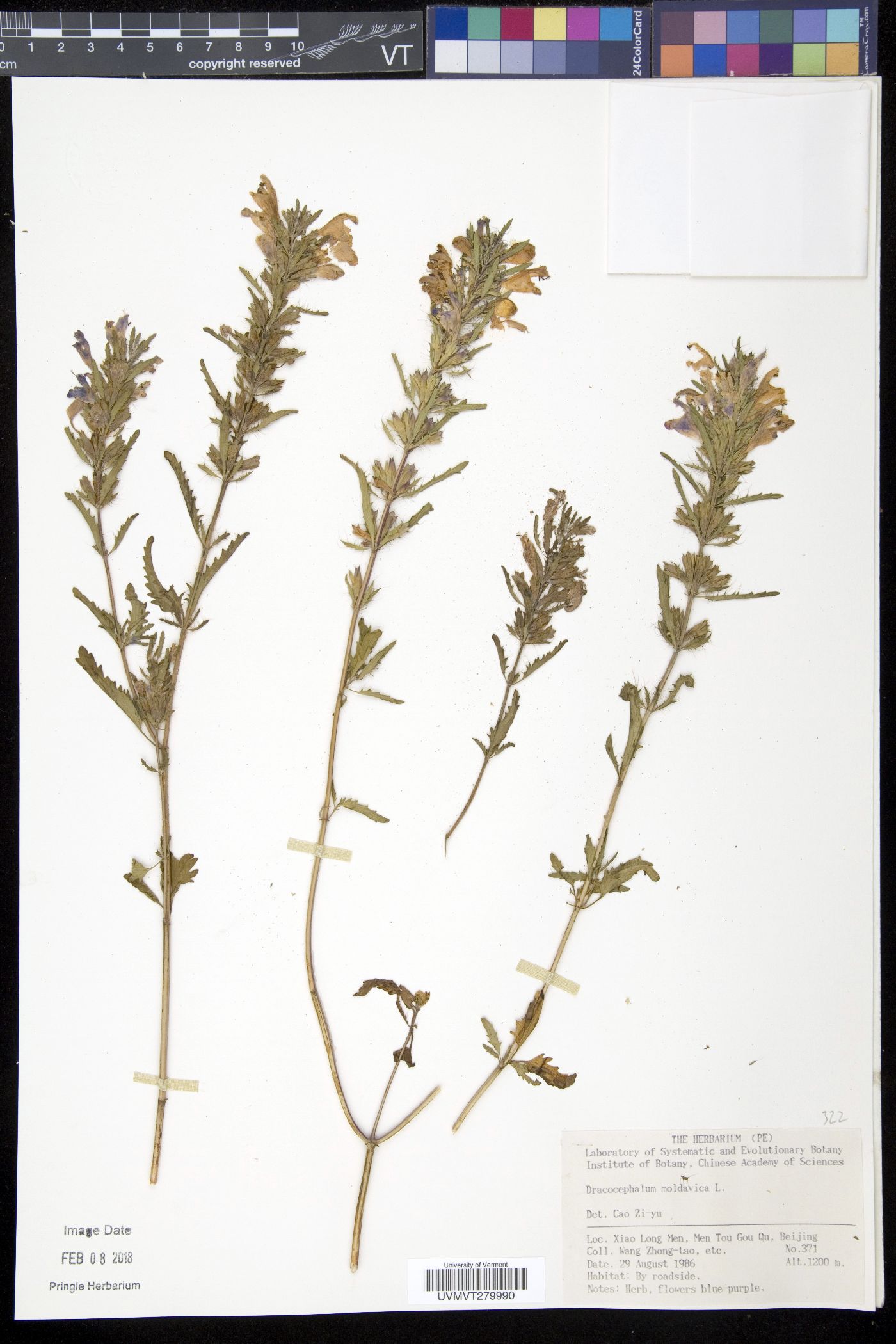 Dracocephalum moldavica image