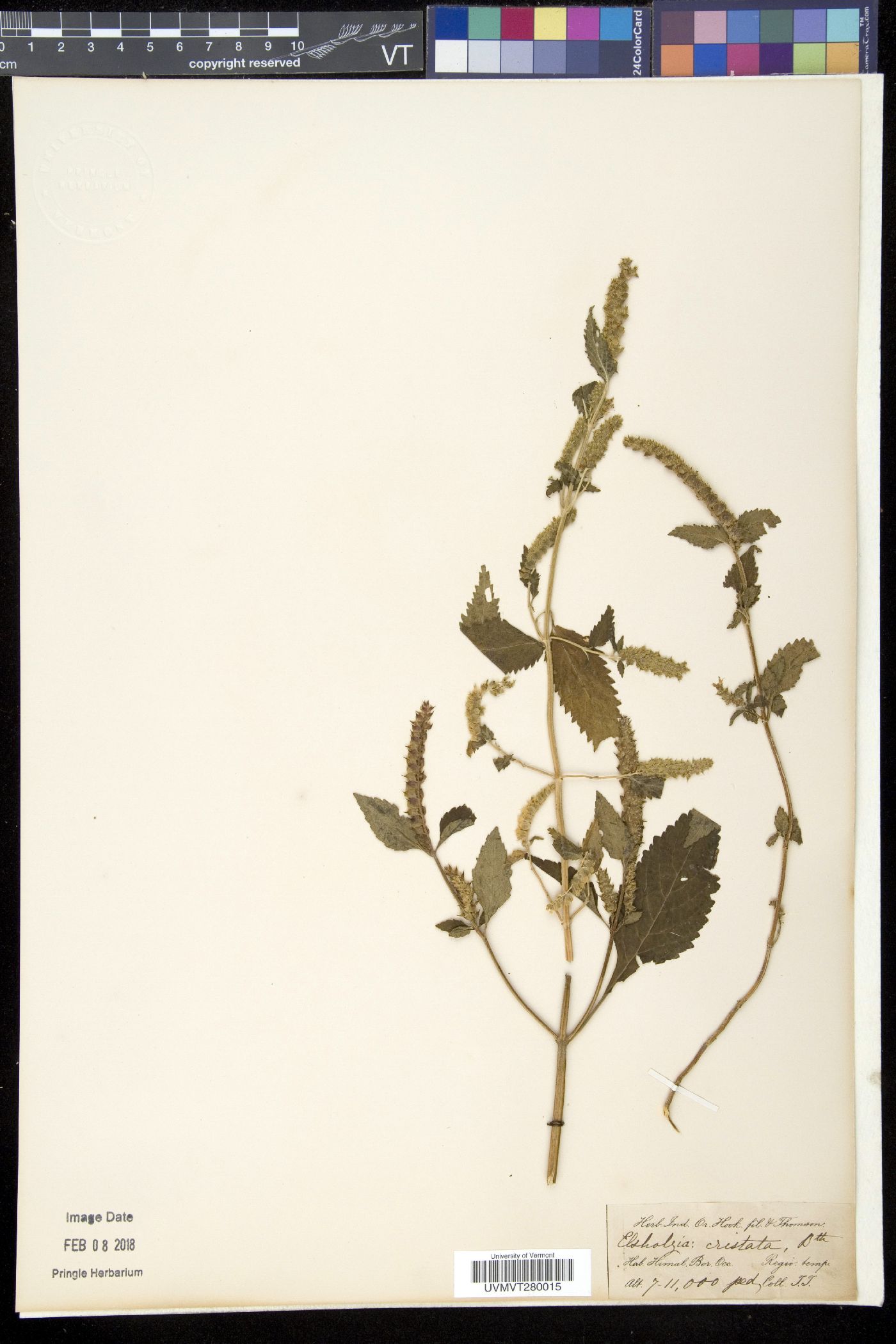 Elsholtzia cristata image