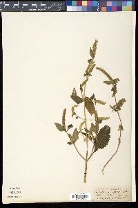 Elsholtzia cristata image