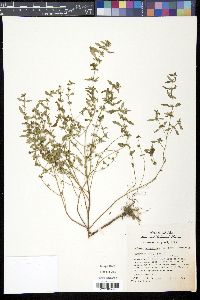 Hedeoma pulegioides image
