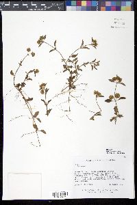 Hyptis atrorubens image