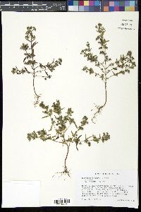 Trichostema coeruleum image
