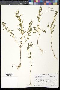 Trichostema coeruleum image