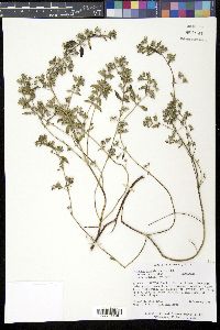 Trichostema coeruleum image