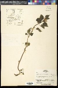 Image Associated With the Occurence