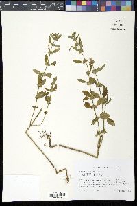 Chaiturus marrubiastrum image