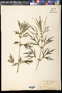 Leonurus sibiricus image
