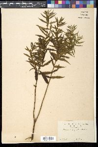 Lycopus angustifolius image
