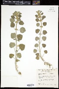 Marrubium vulgare image