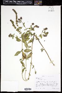 Media resource of Mentha × piperita