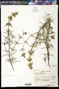 Monarda fruticulosa image