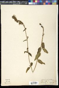 nepeta laevigata image