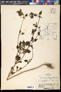 Mosla dianthera image