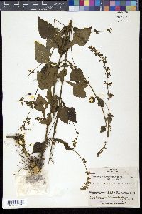 Mosla dianthera image